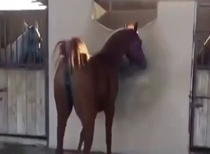 Porn horse mare Lesbian abusing